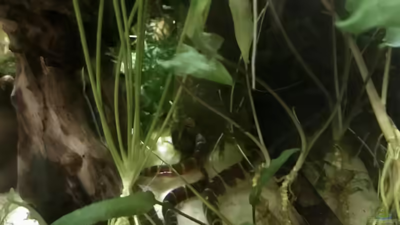 Besatz im Aquarium Wohnzimmerglück - NUR NOCH BEISPIEL von NaMo (19)