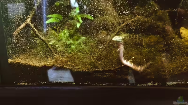 Besatz im Aquarium Wohnzimmerglück - NUR NOCH BEISPIEL von NaMo (21)