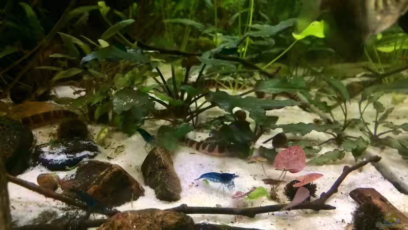 Besatz im Aquarium Wohnzimmerglück - NUR NOCH BEISPIEL von NaMo (23)