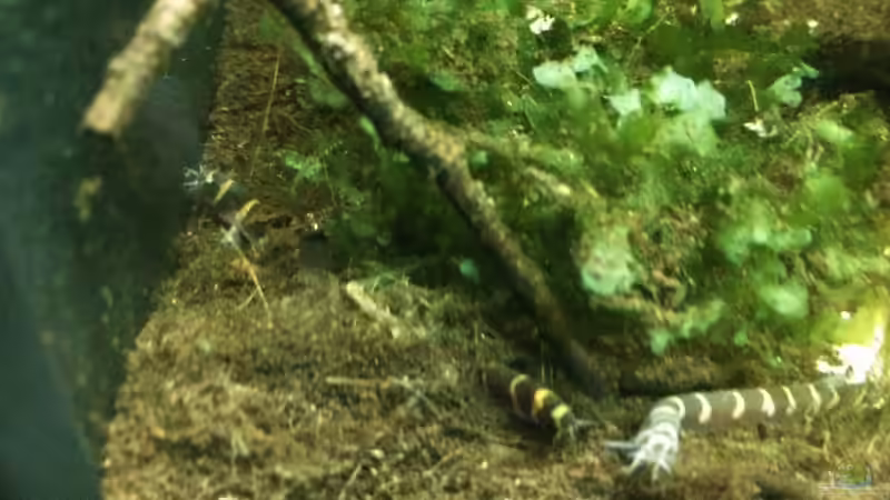 Besatz im Aquarium Wohnzimmerglück - NUR NOCH BEISPIEL von NaMo (24)