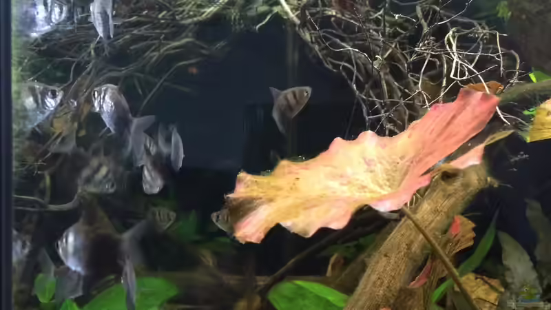 Besatz im Aquarium Wohnzimmerglück - NUR NOCH BEISPIEL von NaMo (26)