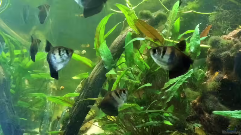 Besatz im Aquarium Wohnzimmerglück - NUR NOCH BEISPIEL von NaMo (27)
