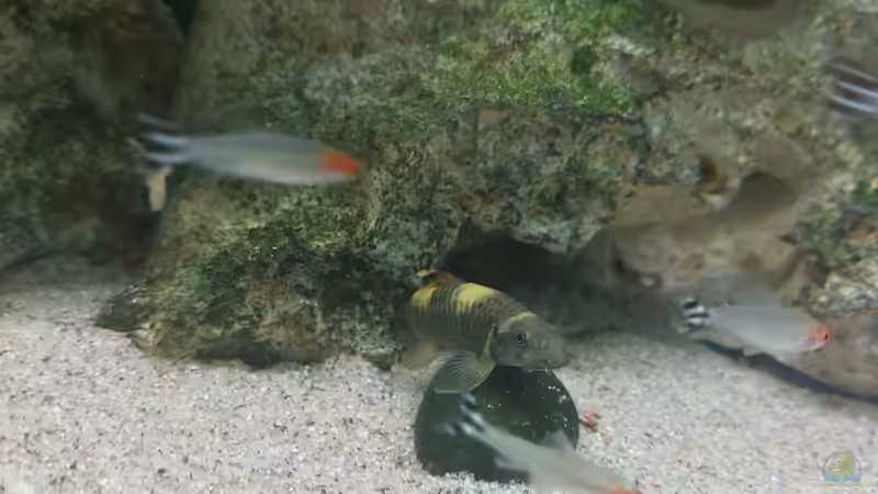 Besatz im Aquarium Wohnzimmeroase 2.0 ab Juni 2025 von ErfurtOldy (23)