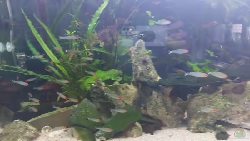 Besatz im Aquarium Wohnzimmeroase 2.0 ab Juni 2025 von ErfurtOldy (24)