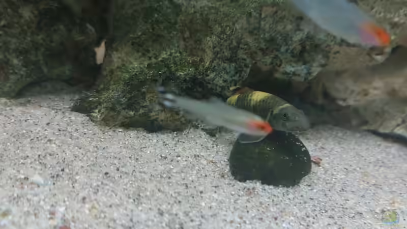 Besatz im Aquarium Wohnzimmeroase 2.0 ab Juni 2025 von ErfurtOldy (25)