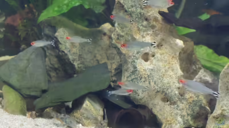 Besatz im Aquarium Wohnzimmeroase 2.0 ab Juni 2025 von ErfurtOldy (27)