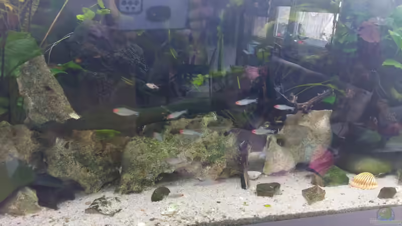 Besatz im Aquarium Wohnzimmeroase 2.0 ab Juni 2025 von ErfurtOldy (29)