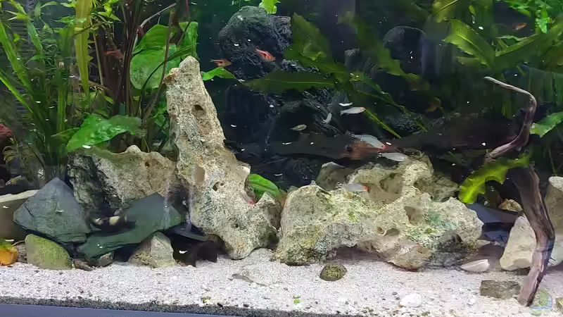Besatz im Aquarium Wohnzimmeroase 2.0 ab Juni 2025 von ErfurtOldy (34)