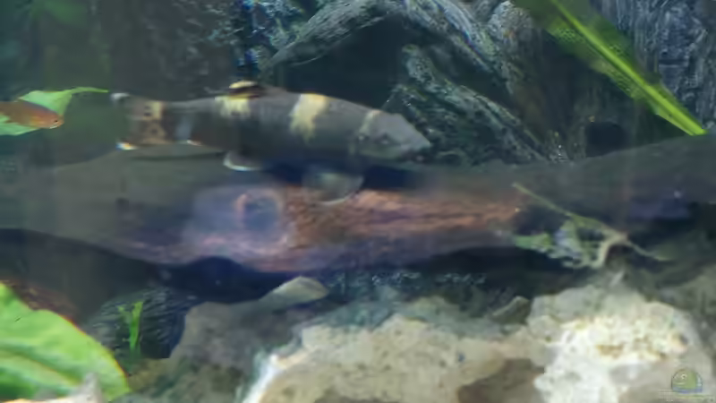 Besatz im Aquarium Wohnzimmeroase 2.0 ab Juni 2025 von ErfurtOldy (36)