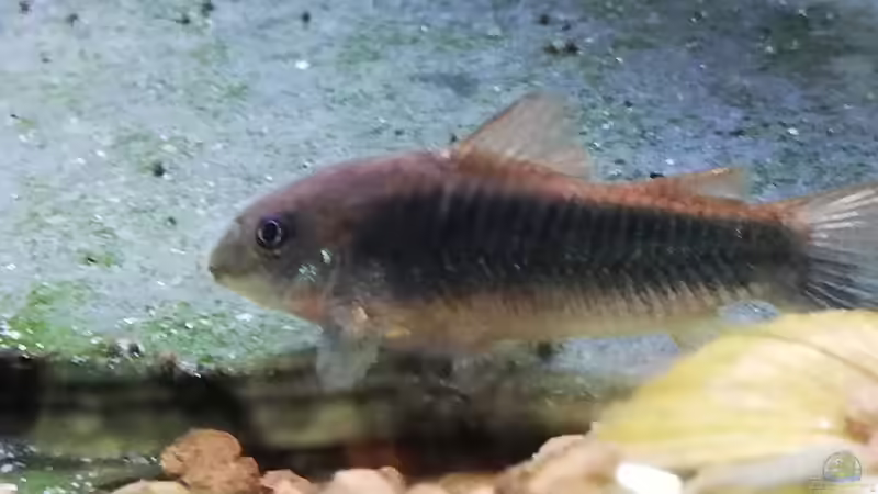 Besatz im Aquarium Wohnzimmeroase bis 04/2025 von ErfurtOldy (71)