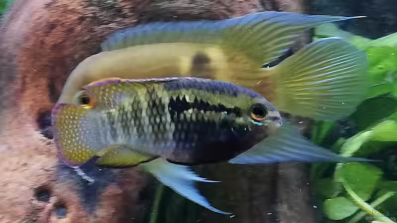 Besatz im Aquarium Wohnzimmeroase bis 04/2025 von ErfurtOldy (75)