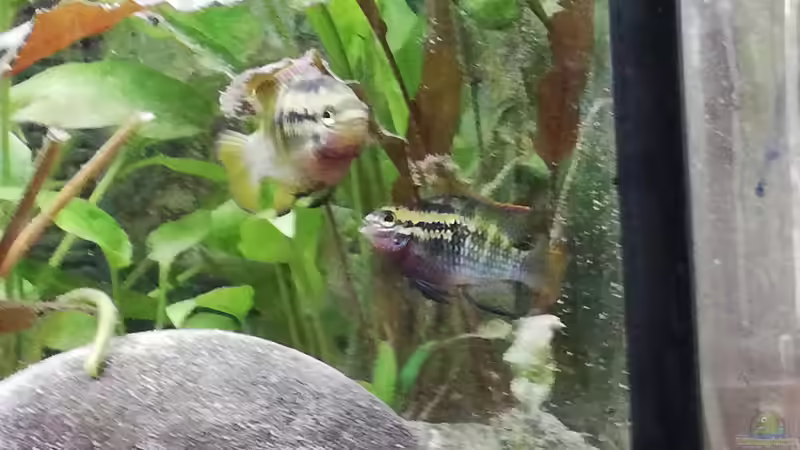 Besatz im Aquarium Wohnzimmeroase bis 04/2025 von ErfurtOldy (77)