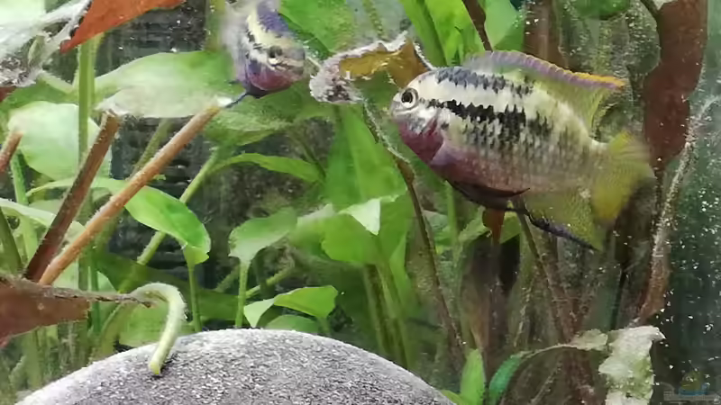 Besatz im Aquarium Wohnzimmeroase bis 04/2025 von ErfurtOldy (79)