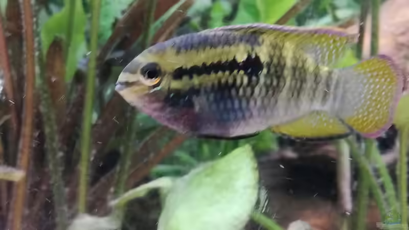 Besatz im Aquarium Wohnzimmeroase bis 04/2025 von ErfurtOldy (80)