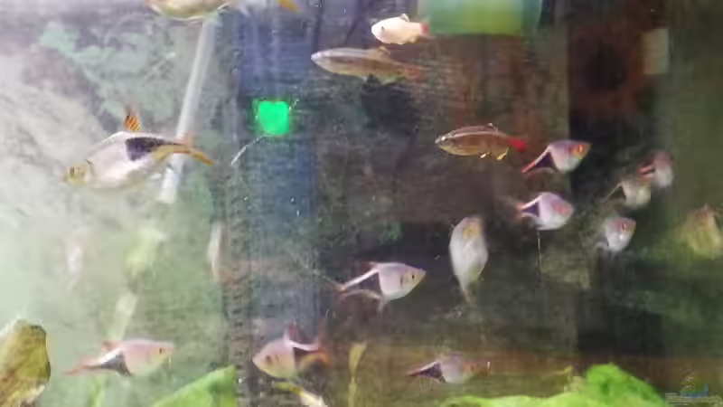 Besatz im Aquarium Wohnzimmeroase bis 04/2025 von ErfurtOldy (81)