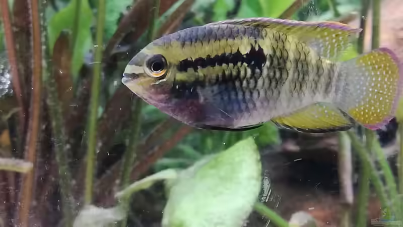 Besatz im Aquarium Wohnzimmeroase bis 04/2025 von ErfurtOldy (83)