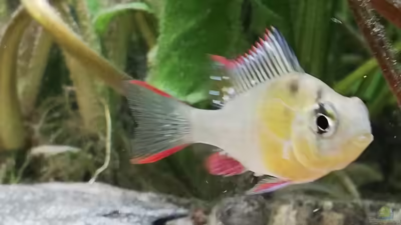 Besatz im Aquarium Wohnzimmeroase bis 04/2025 von ErfurtOldy (84)