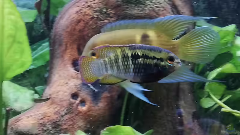 Besatz im Aquarium Wohnzimmeroase bis 04/2025 von ErfurtOldy (86)