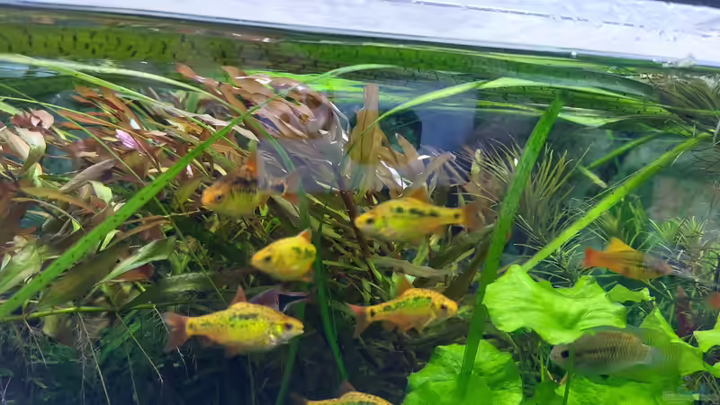 Besatz im Aquarium Wohnzimmeroase bis 04/2025 von ErfurtOldy (88)