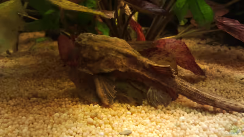 Besatz im Aquarium Wohnzimmeroase von Zebraschecke (30)