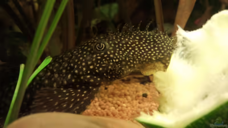 Besatz im Aquarium Wohnzimmeroase von Zebraschecke (38)