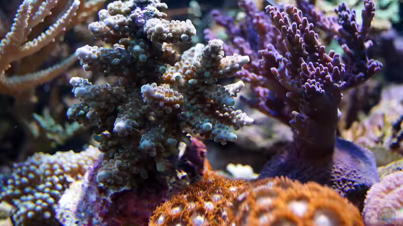 Besatz im Aquarium Wohnzimmerriff von MartinS (31)