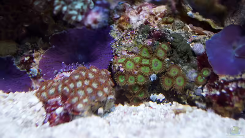 Besatz im Aquarium Wohnzimmerriff von MartinS (32)