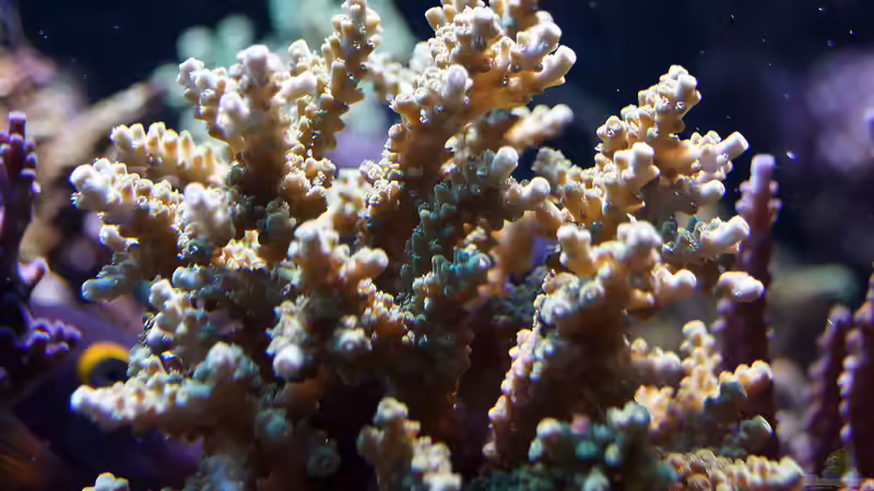 Besatz im Aquarium Wohnzimmerriff von MartinS (34)