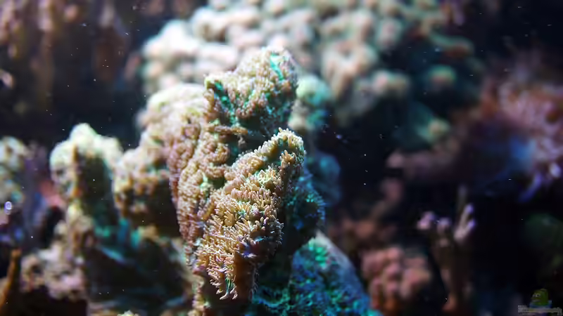 Besatz im Aquarium Wohnzimmerriff von MartinS (35)