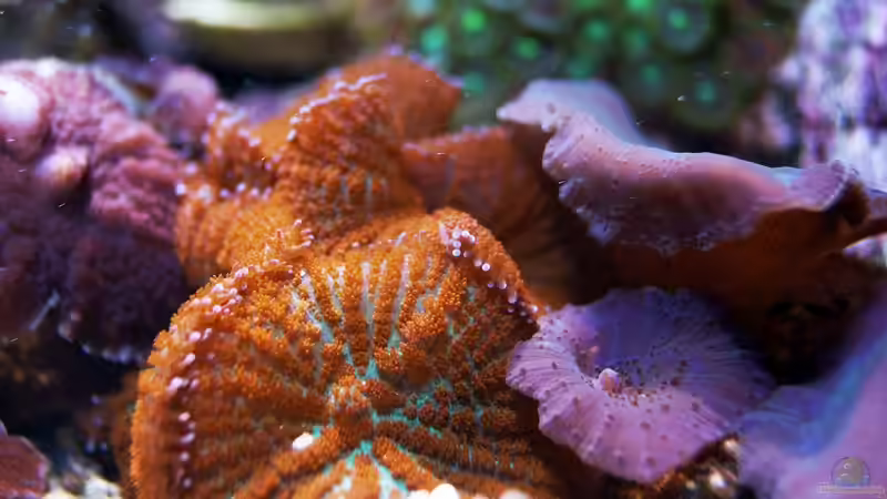 Besatz im Aquarium Wohnzimmerriff von MartinS (36)