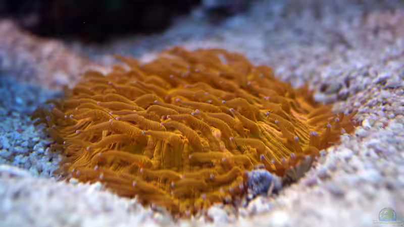 Besatz im Aquarium Wohnzimmerriff von MartinS (37)