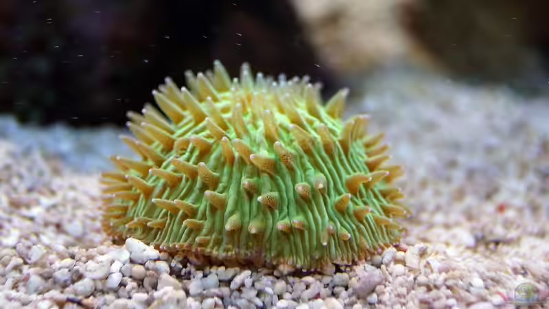 Besatz im Aquarium Wohnzimmerriff von MartinS (38)