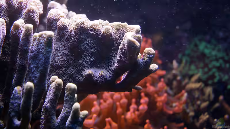 Besatz im Aquarium Wohnzimmerriff von MartinS (39)