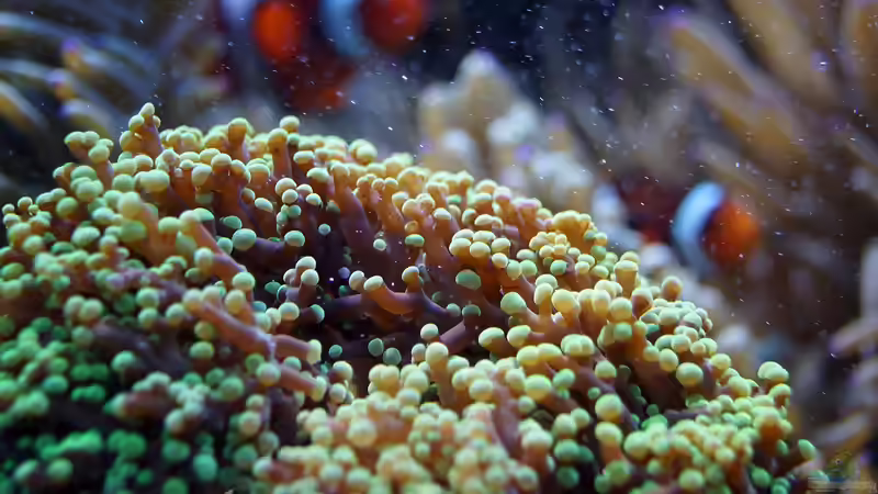 Besatz im Aquarium Wohnzimmerriff von MartinS (40)