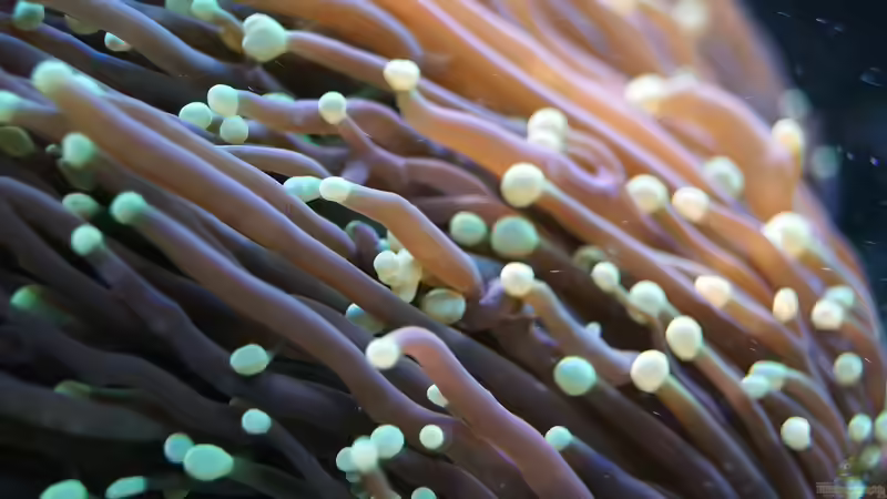 Besatz im Aquarium Wohnzimmerriff von MartinS (42)