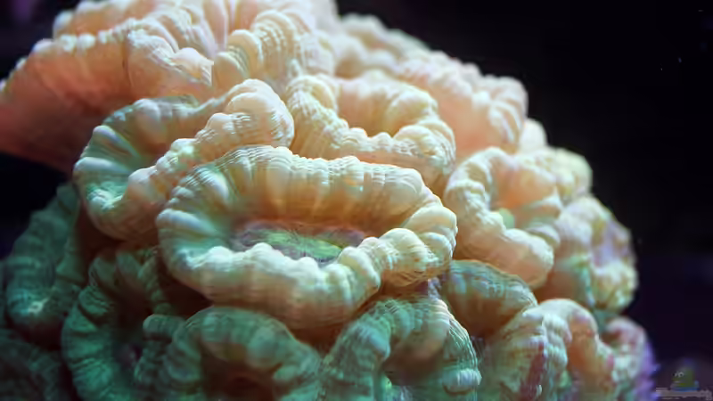 Besatz im Aquarium Wohnzimmerriff von MartinS (43)