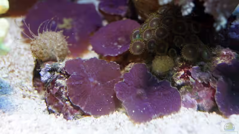 Besatz im Aquarium Wohnzimmerriff von MartinS (44)