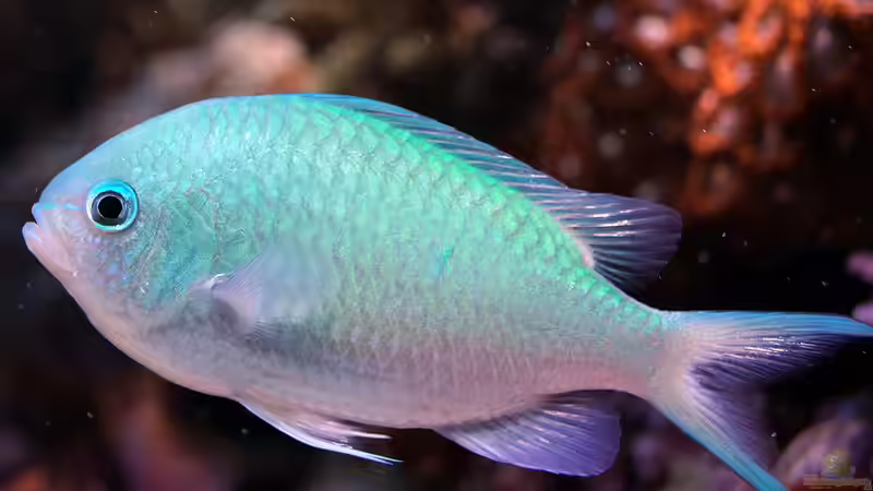 Besatz im Aquarium Wohnzimmerriff von MartinS (45)