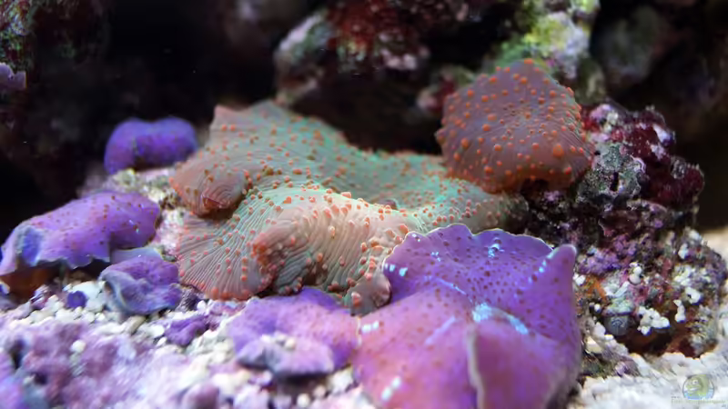 Besatz im Aquarium Wohnzimmerriff von MartinS (48)