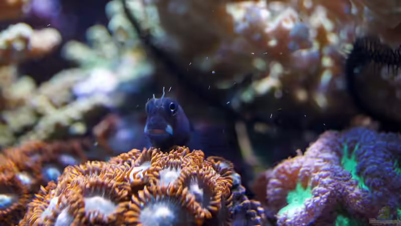 Besatz im Aquarium Wohnzimmerriff von MartinS (49)