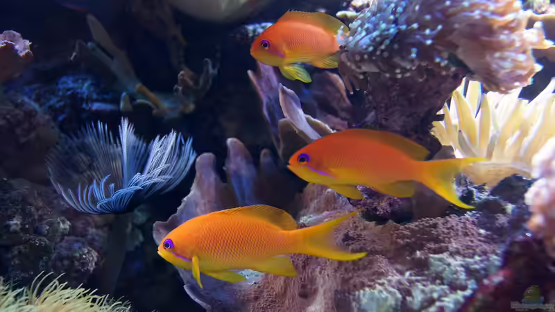 Besatz im Aquarium Wohnzimmerriff von MartinS (50)