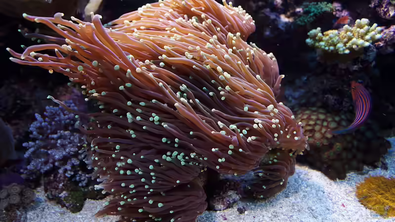 Besatz im Aquarium Wohnzimmerriff von MartinS (51)