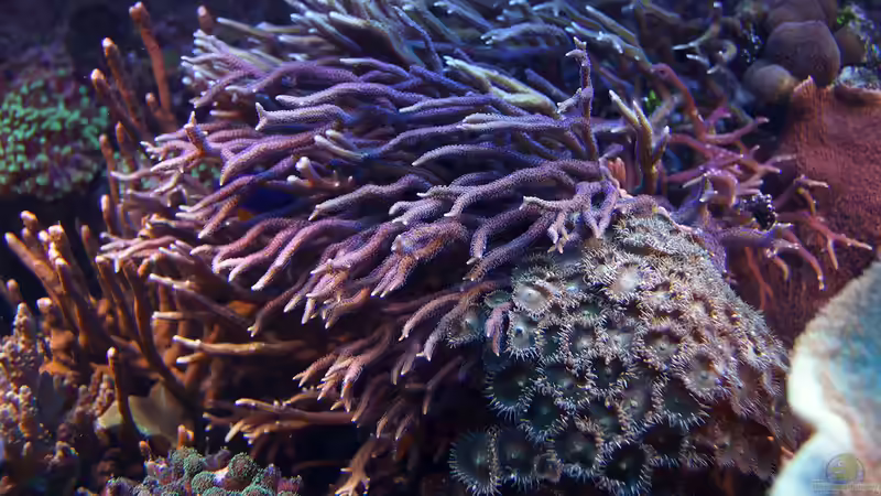 Besatz im Aquarium Wohnzimmerriff von MartinS (52)