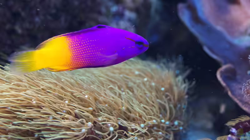 Besatz im Aquarium Wohnzimmerriff von MartinS (55)