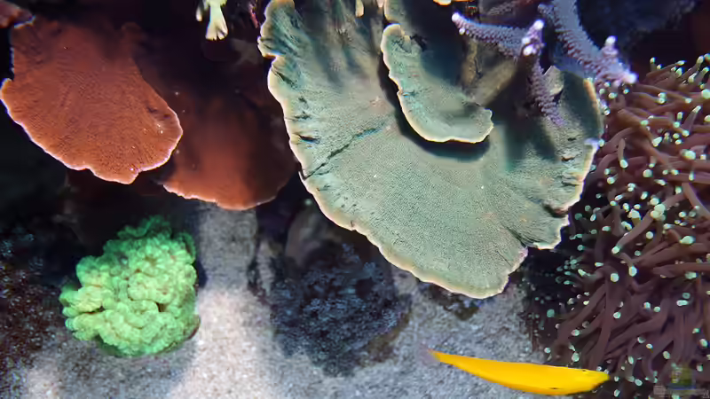 Besatz im Aquarium Wohnzimmerriff von MartinS (56)