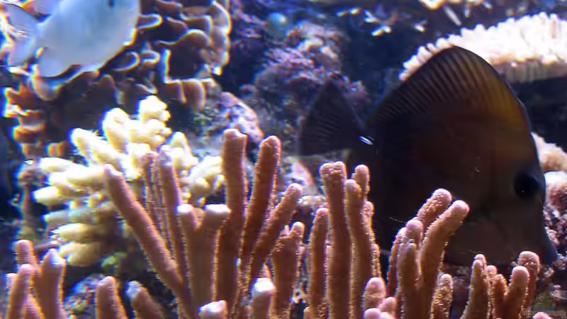 Besatz im Aquarium Wohnzimmerriff von MartinS (63)