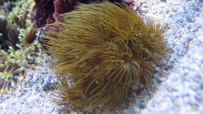 Besatz im Aquarium Wohnzimmerriff von MartinS (67)