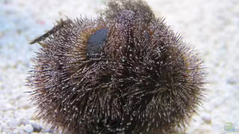 Besatz im Aquarium Wohnzimmerriff von MartinS (74)