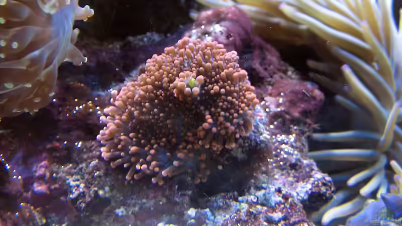 Besatz im Aquarium Wohnzimmerriff von MartinS (75)