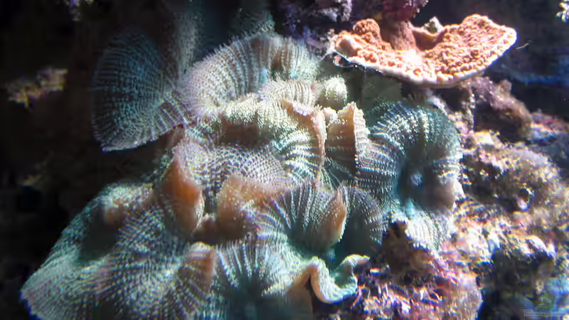 Besatz im Aquarium Wohnzimmerriff von MartinS (76)